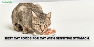 best cat foods for cat with sensitive stomach