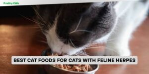 best cat foods for cats with feline herpes