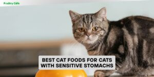 best cat foods for cats with sensitive stomachs