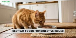 best cat foods for digestive issues