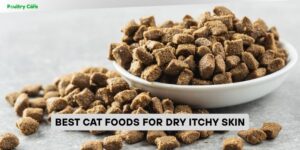 best cat foods for dry itchy skin