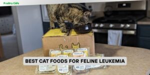 best cat foods for feline leukemia