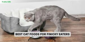 best cat foods for finicky eaters