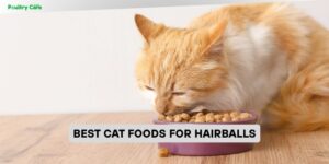 best cat foods for hairballs