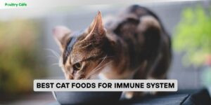 best cat foods for immune system