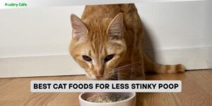 best cat foods for less stinky poop
