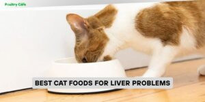 best cat foods for liver problems