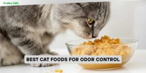 best cat foods for odor control