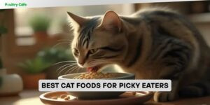 best cat foods for picky eaters