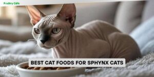 best cat foods for sphynx cats