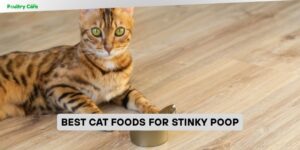 best cat foods for stinky poop