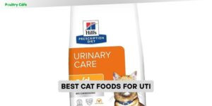best cat foods for uti