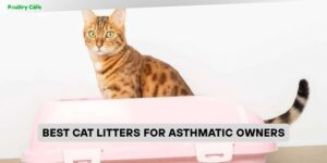 best cat litters for asthmatic owners