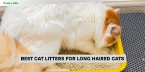 best cat litters for long haired cats