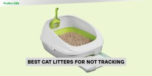 best cat litters for not tracking