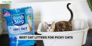 best cat litters for picky cats