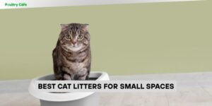 best cat litters for small spaces