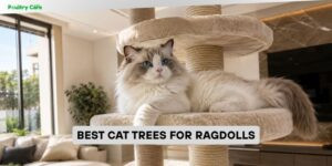 best cat trees for ragdolls