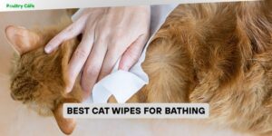 best cat wipes for bathing