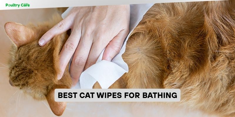 best cat wipes for bathing