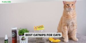 best catnips for cats