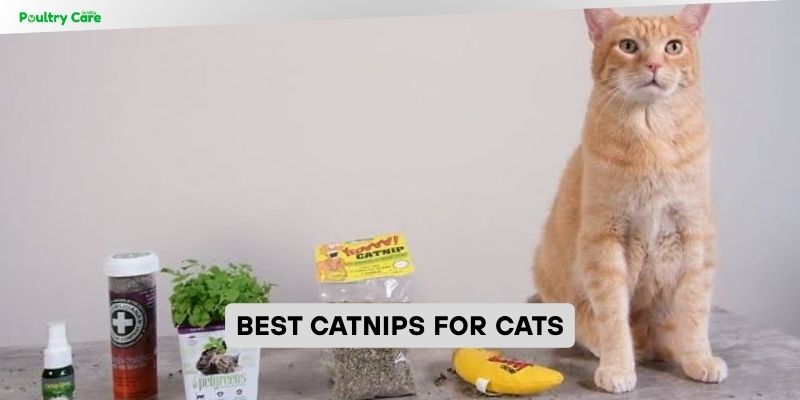 best catnips for cats