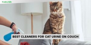 best cleaners for cat urine on couch