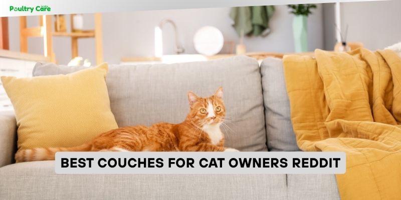 best couches for cat owners reddit
