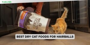 best dry cat foods for hairballs