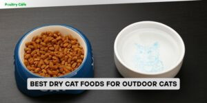 best dry cat foods for outdoor cats
