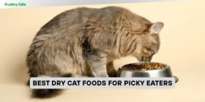 best dry cat foods for picky eaters