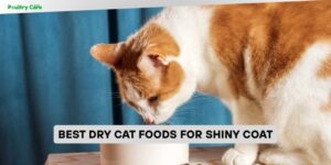 best dry cat foods for shiny coat