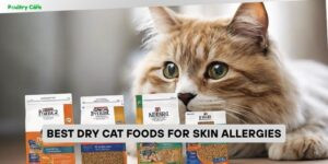 best dry cat foods for skin allergies