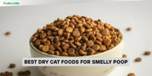 best dry cat foods for smelly poop