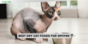 best dry cat foods for sphynx