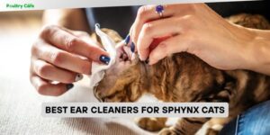 best ear cleaners for sphynx cats