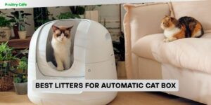 best litters for automatic cat box