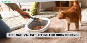 best natural cat litters for odor control