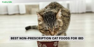 best non-prescription cat foods for ibd