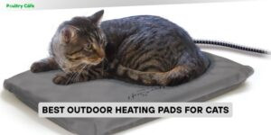 best outdoor heating pads for cats