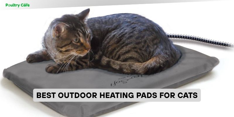 best outdoor heating pads for cats