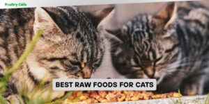 best raw foods for cats