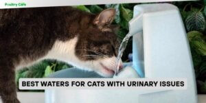best waters for cats with urinary issues