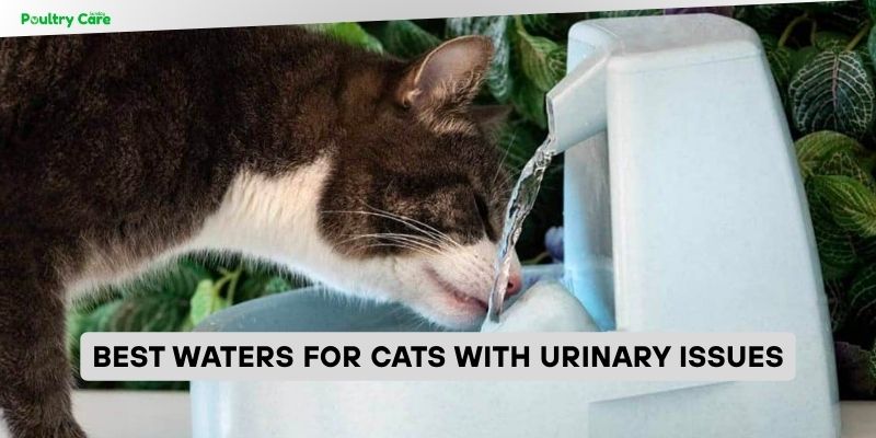 best waters for cats with urinary issues