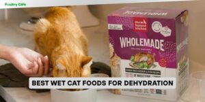 best wet cat foods for dehydration