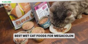best wet cat foods for megacolon