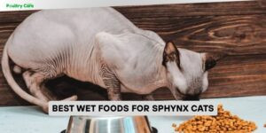 best wet foods for sphynx cats