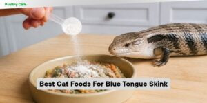 best cat foods for blue tongue skink