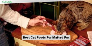 best cat foods for matted fur