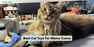 best cat toys for maine coons